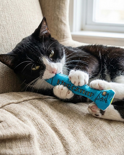 Chat noir et blanc jouant avec un jouet King Catnip bleu, 100% herbe à chat, pour stimuler l'instinct.